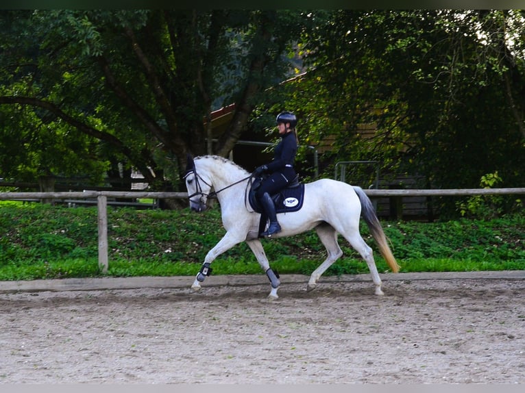 Andalusier Stute 13 Jahre 156 cm Schimmel in Wellheim