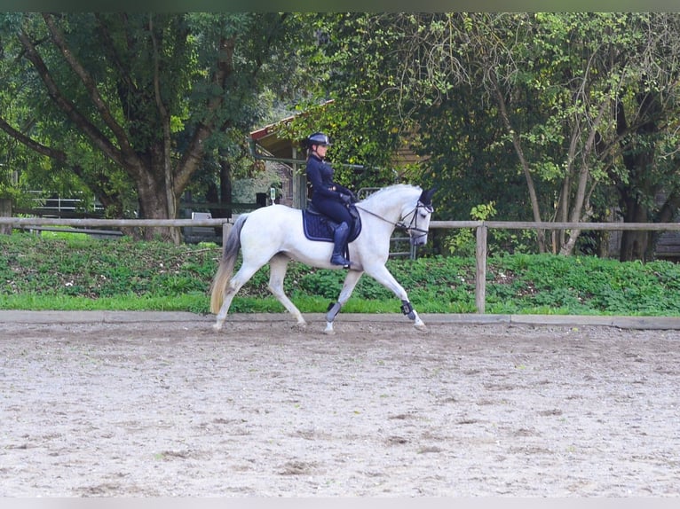 Andalusier Stute 13 Jahre 156 cm Schimmel in Wellheim