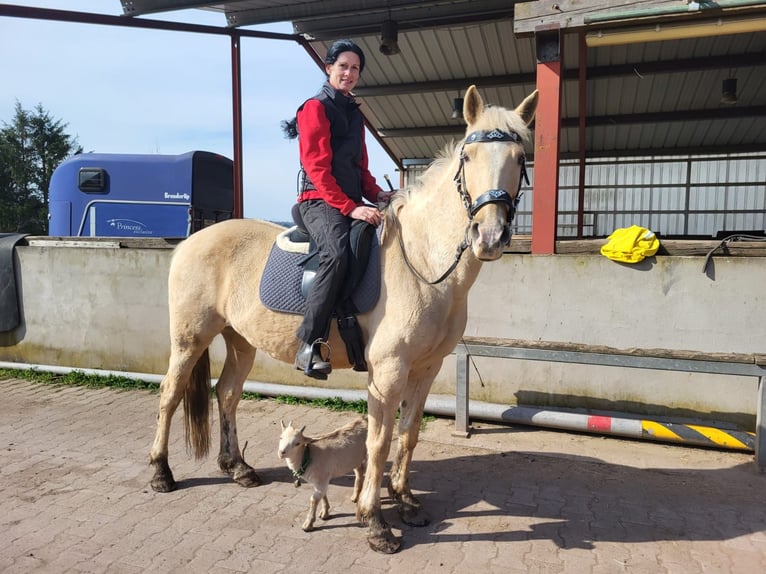 Andalusier Mix Stute 13 Jahre 160 cm Palomino in Baumholder Andalusier Mix Stute 13 Jahre 160 cm Palomino in Baumholder
