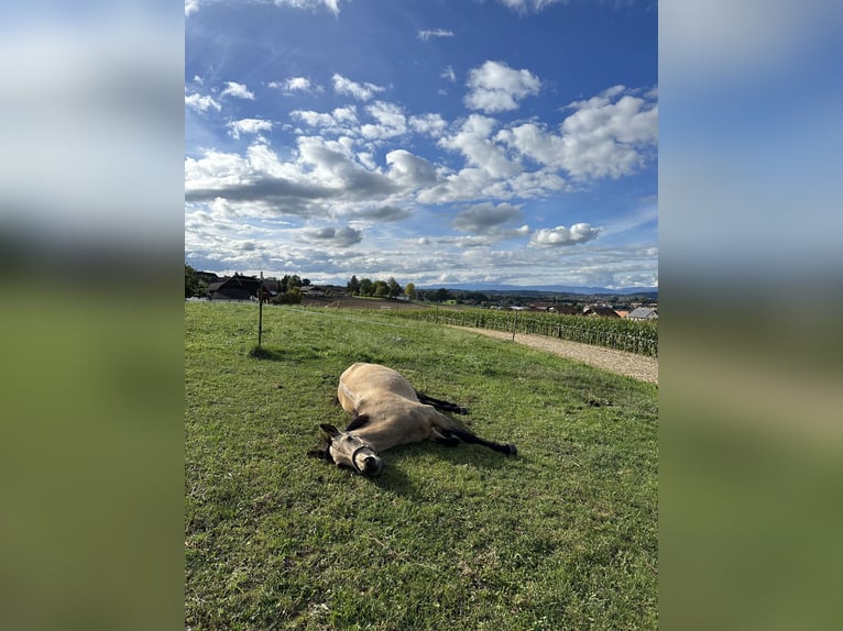 Andalusier Mix Stute 13 Jahre Falbe in Hettiswil b. Hindelbank