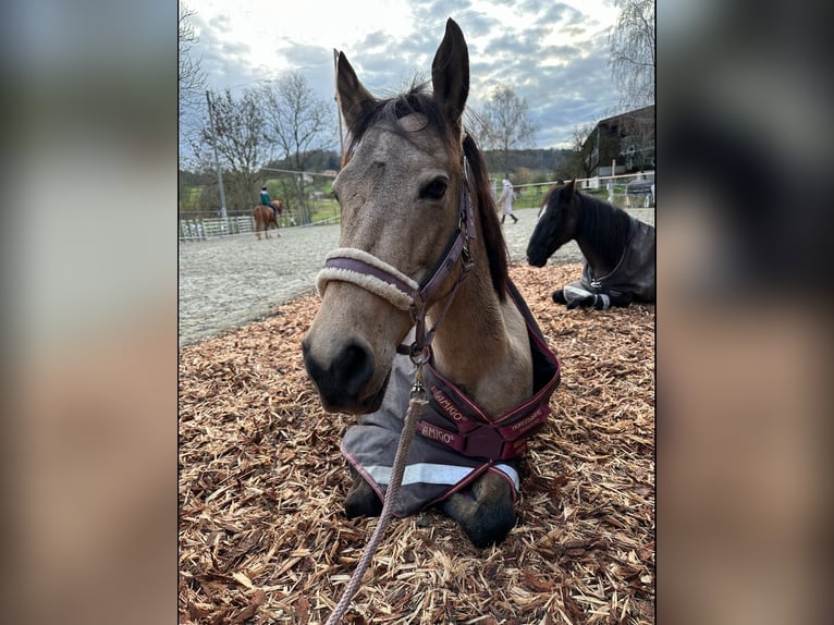 Andalusier Mix Stute 13 Jahre Falbe in Hettiswil b. Hindelbank