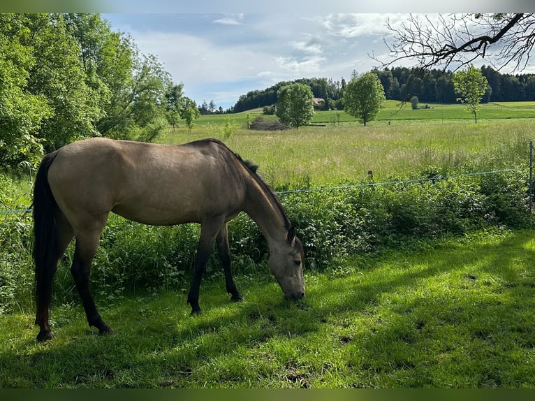 Andalusier Mix Stute 13 Jahre Falbe in Hettiswil b. Hindelbank