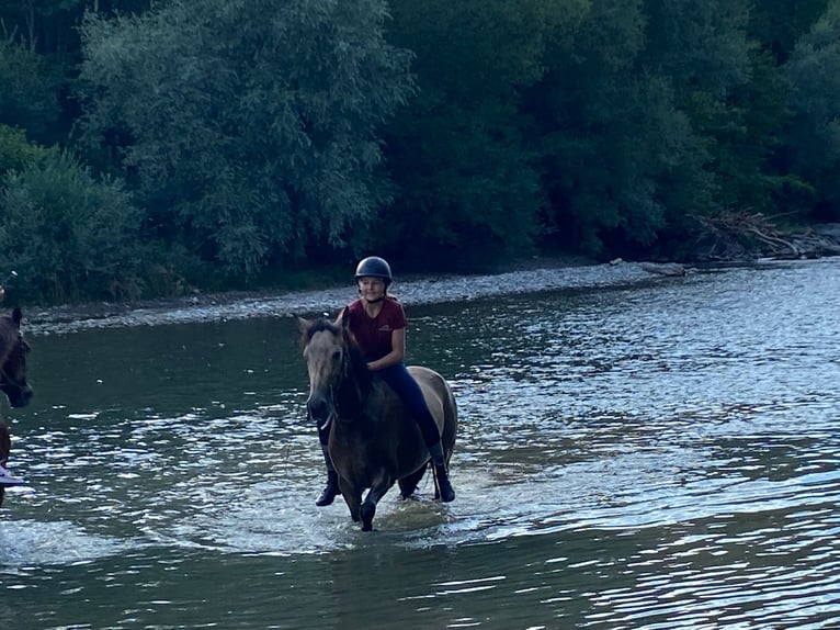 Andalusier Mix Stute 13 Jahre Falbe in Hettiswil b. Hindelbank