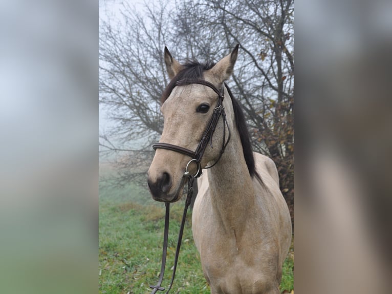Andalusier Mix Stute 13 Jahre Falbe in Hettiswil b. Hindelbank