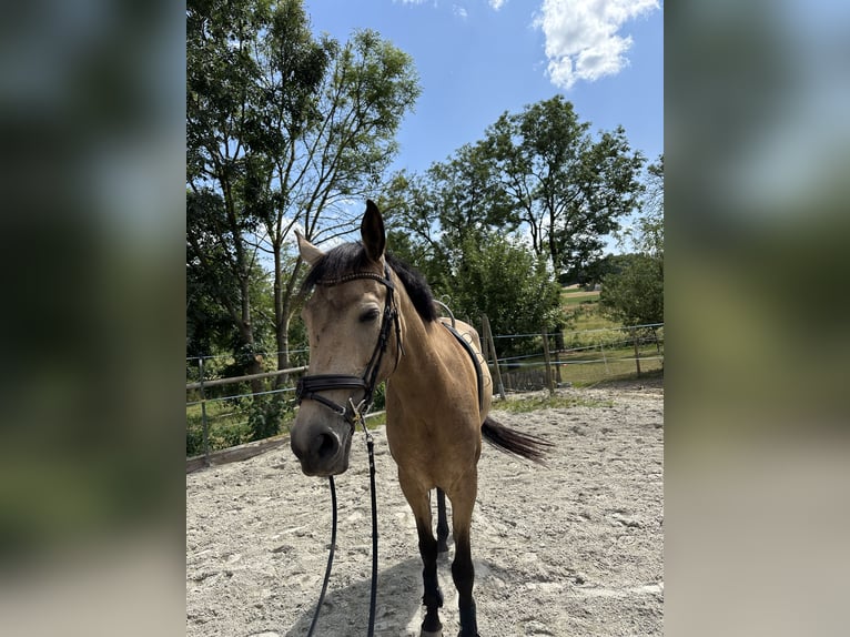 Andalusier Mix Stute 13 Jahre Falbe in Hettiswil b. Hindelbank