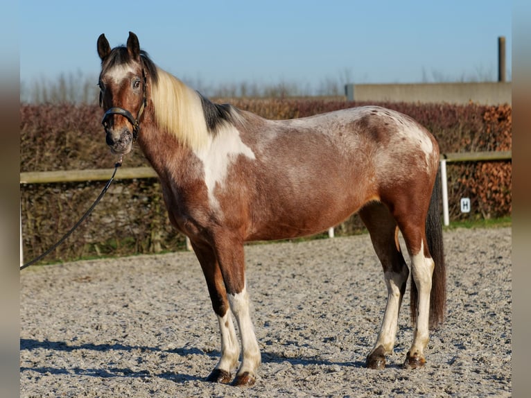 Andalusier Stute 14 Jahre 142 cm Red Dun in Neustadt (Wied)