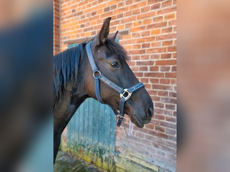 Andalusier Mix Stute 14 Jahre 147 cm Dunkelbrauner in Bälau