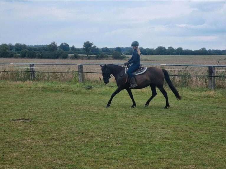 Andalusier Mix Stute 14 Jahre 147 cm Dunkelbrauner in Bälau