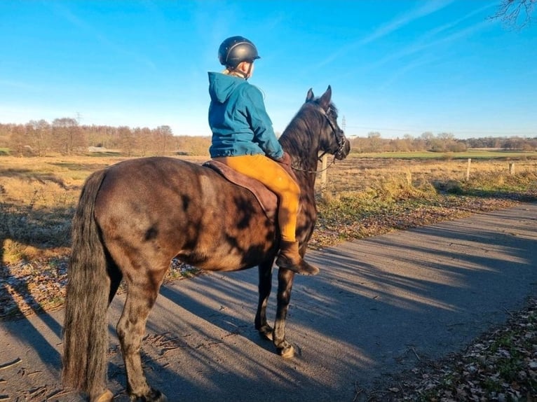 Andalusier Mix Stute 14 Jahre 147 cm Dunkelbrauner in Bälau
