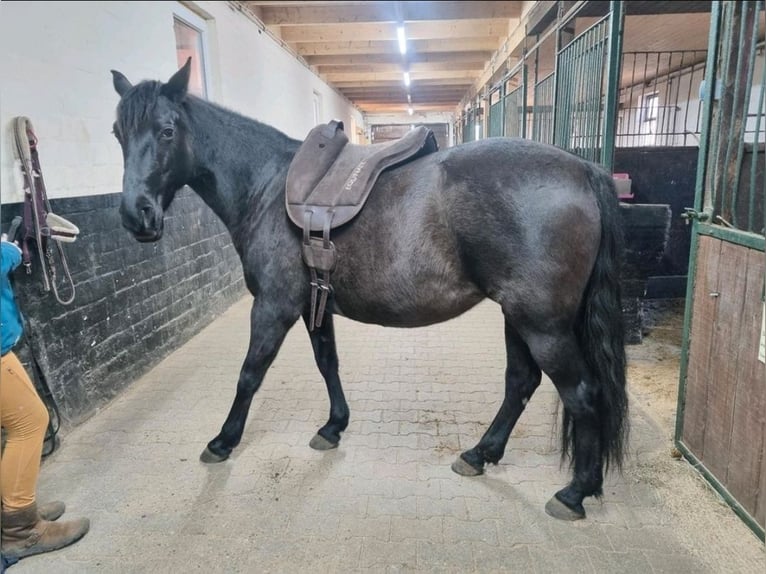 Andalusier Mix Stute 14 Jahre 147 cm Dunkelbrauner in Bälau