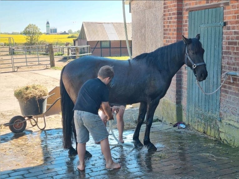 Andalusier Mix Stute 14 Jahre 147 cm Dunkelbrauner in Bälau