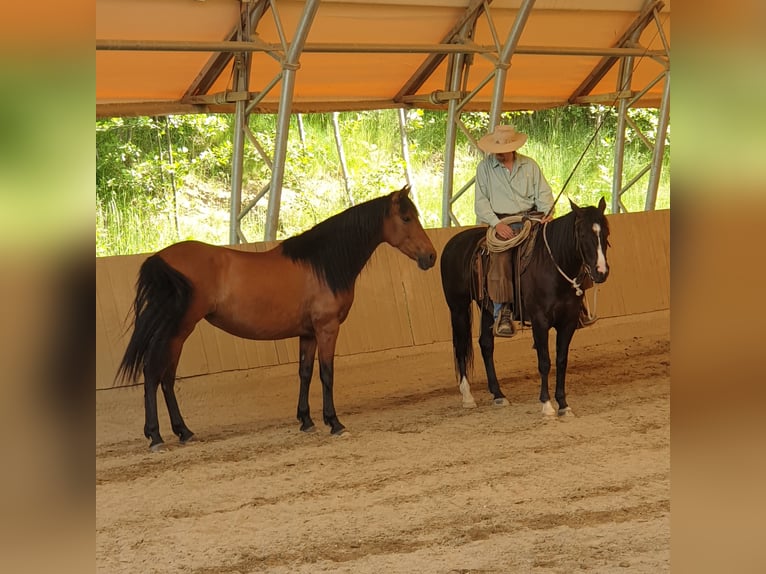 Andalusier Stute 14 Jahre 154 cm Brauner in Lambrechten