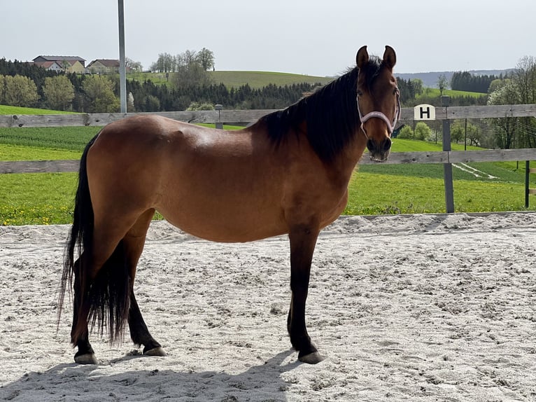 Andalusier Stute 14 Jahre 154 cm Brauner in Lambrechten