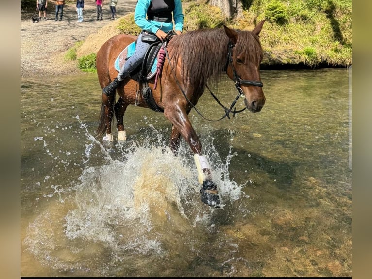 Andalusier Stute 14 Jahre 154 cm Dunkelfuchs in Leverkusen