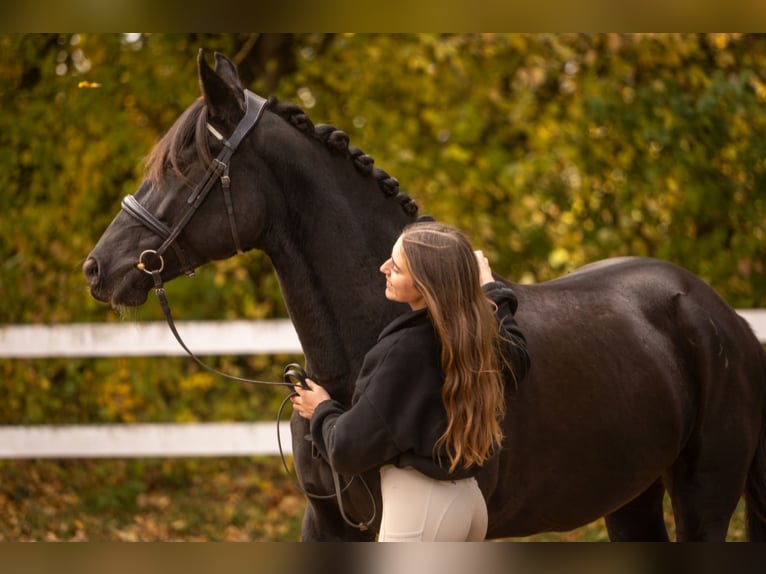 Andalusier Mix Stute 14 Jahre 155 cm Rappe in Womrath