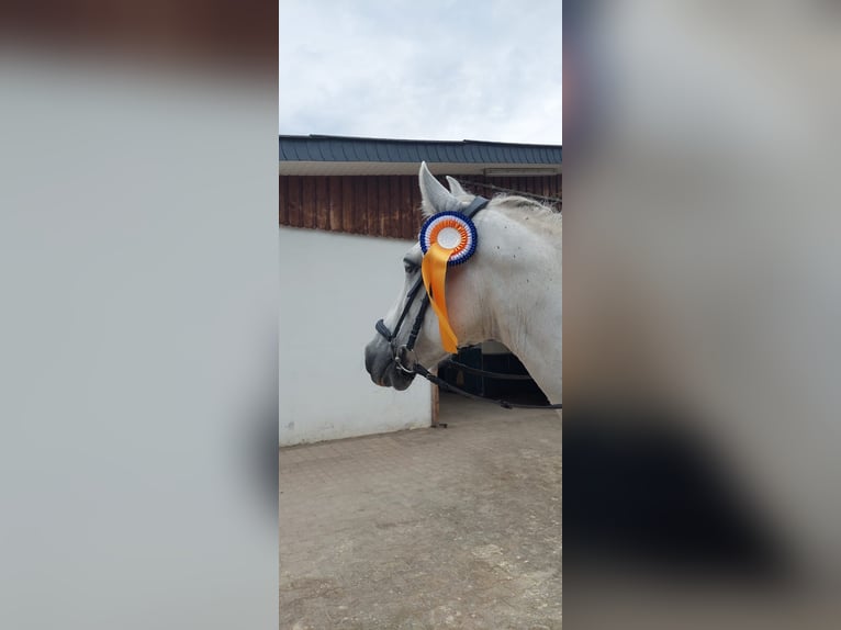 Andalusier Stute 14 Jahre 155 cm Schimmel in Bergisch Gladbach