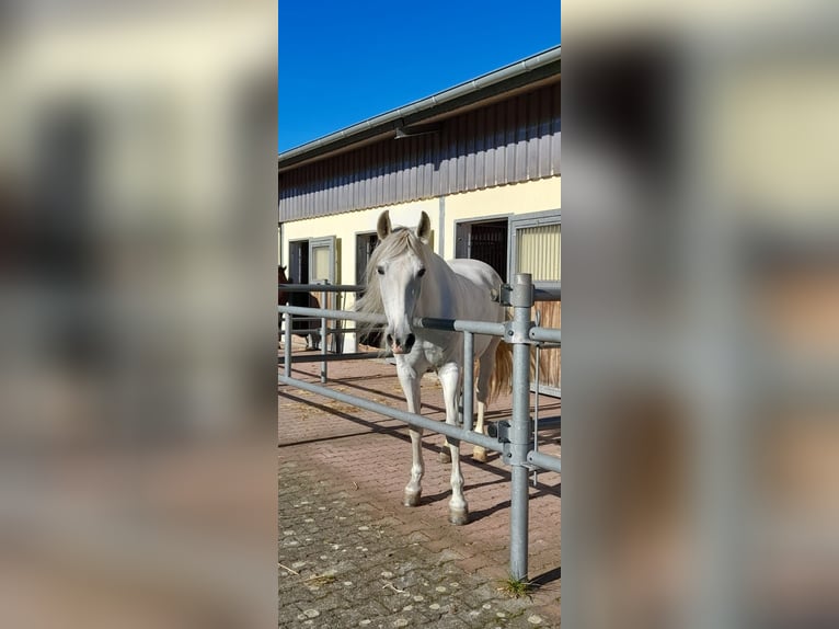Andalusier Stute 14 Jahre 155 cm Schimmel in Bergisch Gladbach