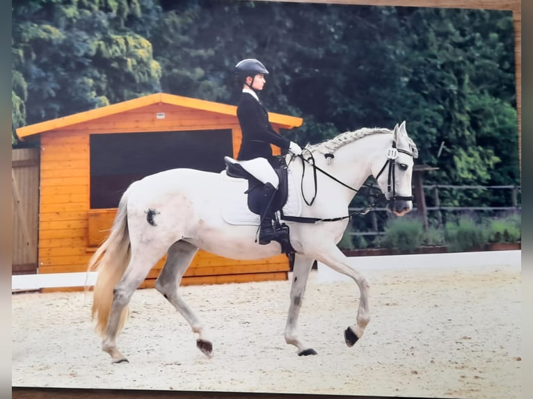 Andalusier Stute 14 Jahre 155 cm Schimmel in Bergisch Gladbach