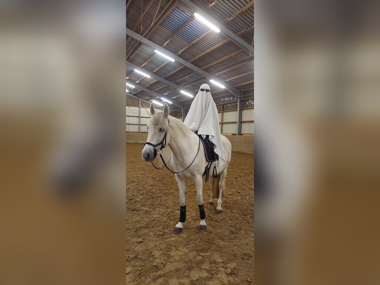 Andalusier Stute 14 Jahre 155 cm Schimmel in Bergisch Gladbach