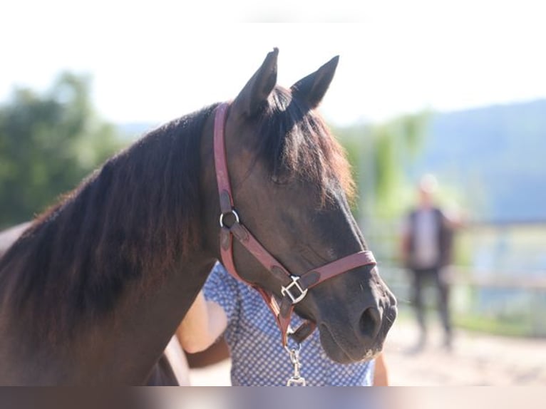 Andalusier Stute 14 Jahre 156 cm Rappe in Maugenhard