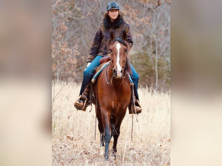 Andalusier Stute 14 Jahre 157 cm Rotbrauner in Hardinsburg IN