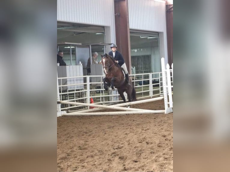 Andalusier Stute 14 Jahre 157 cm Rotbrauner in Hardinsburg IN