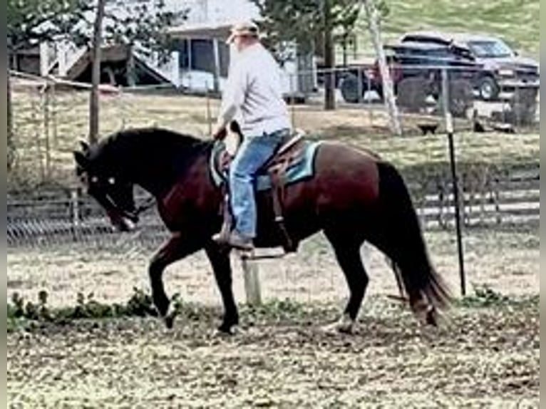 Andalusier Stute 14 Jahre 157 cm Rotbrauner in Newport