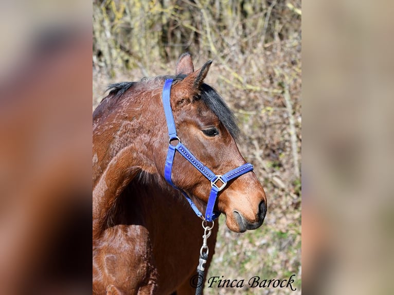 Andalusier Stute 14 Jahre 158 cm Brauner in Wiebelsheim