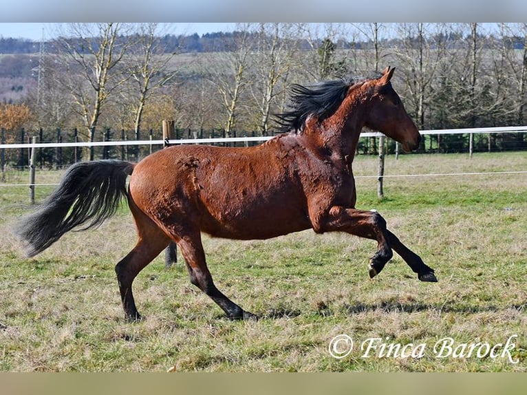 Andalusier Stute 14 Jahre 158 cm Brauner in Wiebelsheim