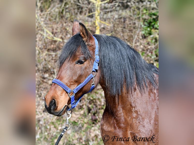 Andalusier Stute 14 Jahre 158 cm Brauner in Wiebelsheim