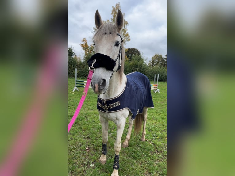 Andalusier Stute 14 Jahre 158 cm Fliegenschimmel in Elmenhorst