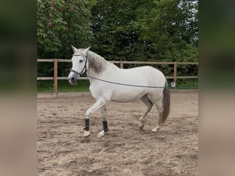 Andalusier Stute 14 Jahre 158 cm Fliegenschimmel in Elmenhorst