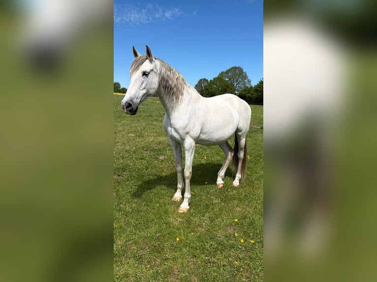 Andalusier Stute 14 Jahre 158 cm Fliegenschimmel in Elmenhorst