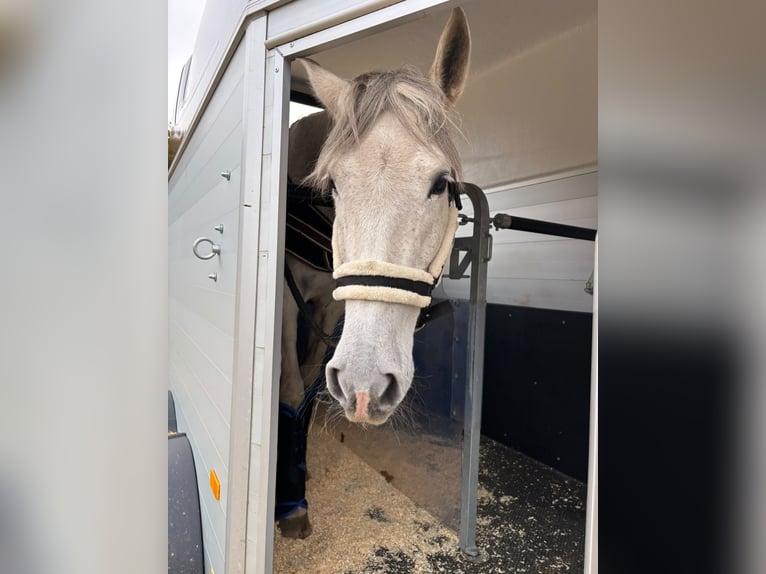 Andalusier Stute 14 Jahre 158 cm Fliegenschimmel in Elmenhorst