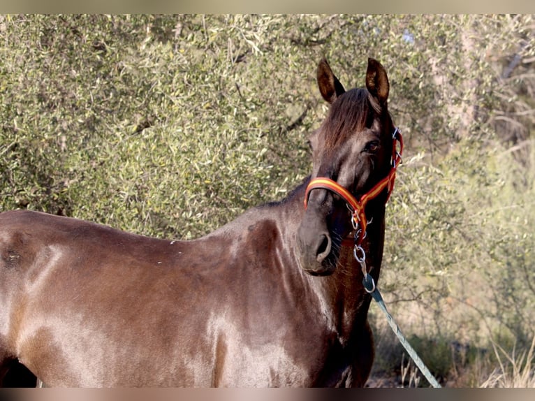 Andalusier Stute 14 Jahre 160 cm Rappe in Valencia