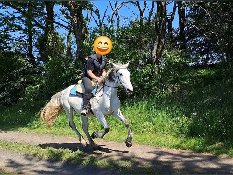 Andalusier Stute 14 Jahre 163 cm  in Bad Endbach