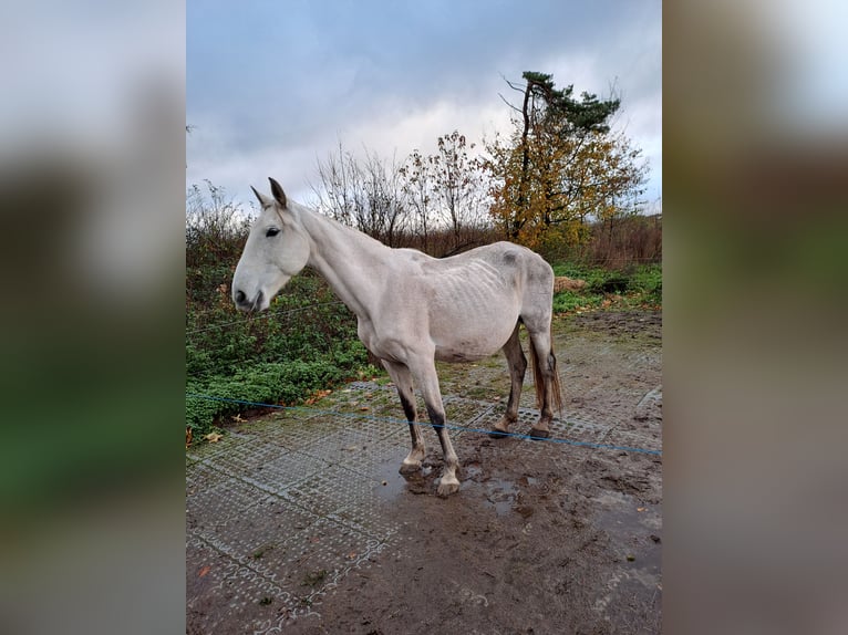 Andalusier Stute 14 Jahre 163 cm  in Bad Endbach
