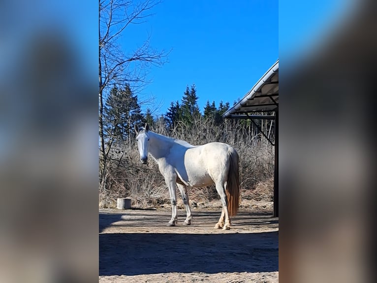 Andalusier Stute 14 Jahre 163 cm  in Bad Endbach