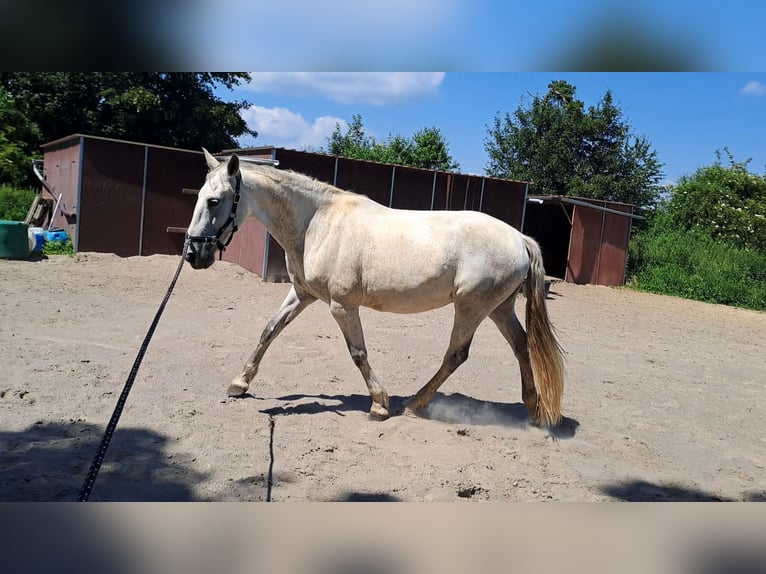 Andalusier Stute 14 Jahre 163 cm  in Bad Endbach