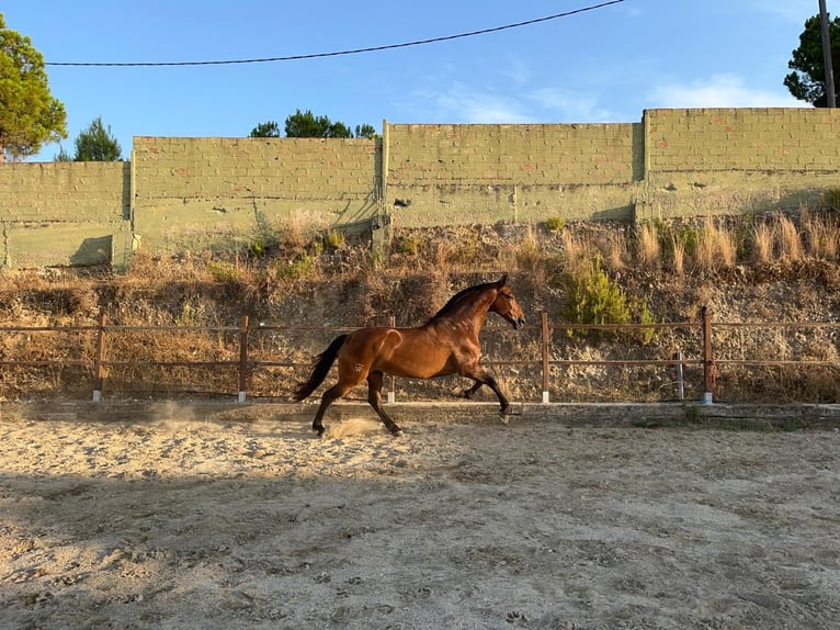 Andalusier Stute 14 Jahre 164 cm Brauner in Terrassa