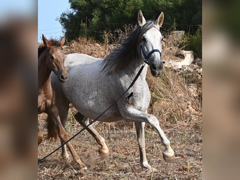 Andalusier Stute 14 Jahre 164 cm Schimmel in Menorca