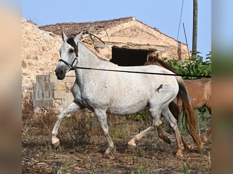 Andalusier Stute 14 Jahre 164 cm Schimmel in Menorca