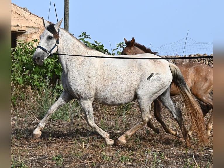 Andalusier Stute 14 Jahre 164 cm Schimmel in Menorca