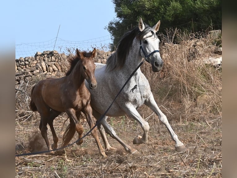 Andalusier Stute 14 Jahre 164 cm Schimmel in Menorca