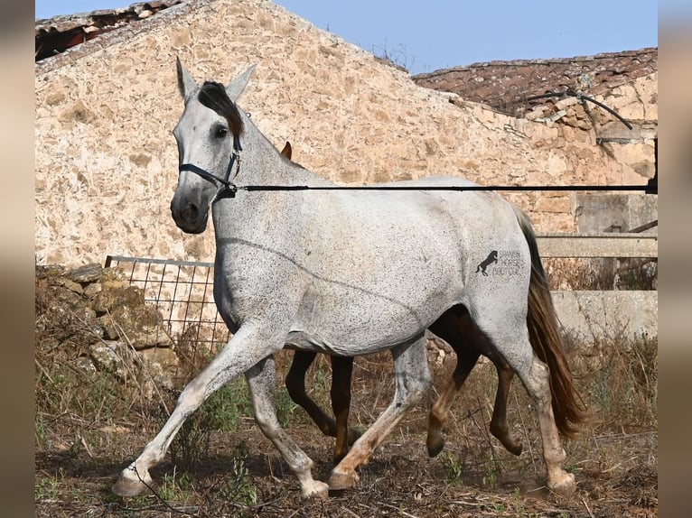 Andalusier Stute 14 Jahre 164 cm Schimmel in Menorca