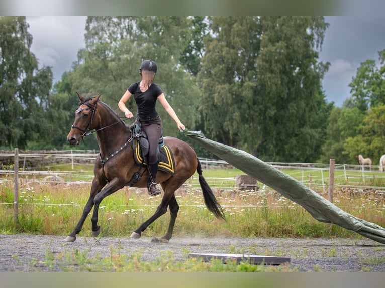 Andalusier Stute 15 Jahre 154 cm Brauner in Hassleholm