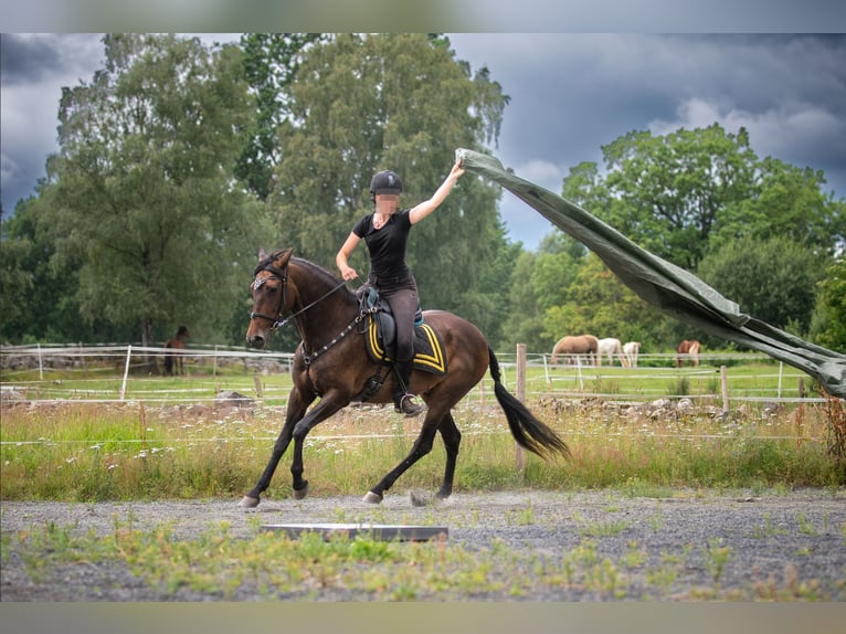 Andalusier Stute 15 Jahre 154 cm Brauner in Hassleholm