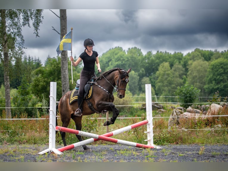 Andalusier Stute 15 Jahre 154 cm Brauner in Hassleholm