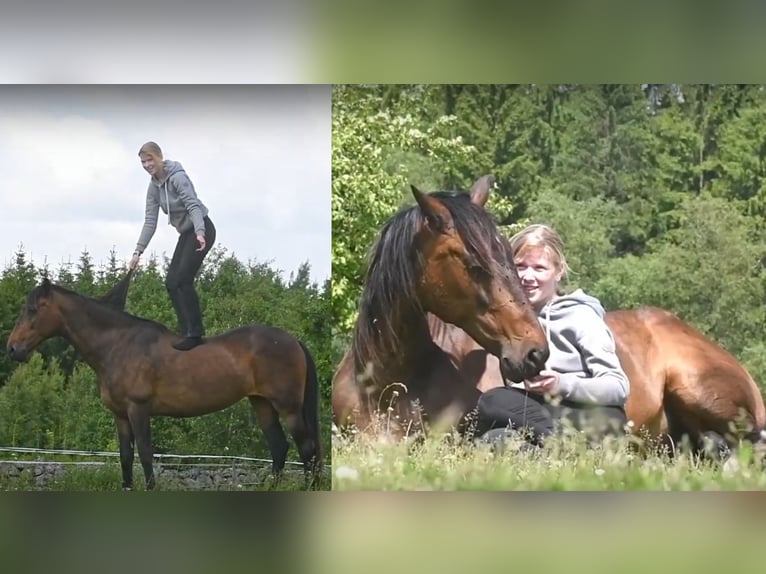 Andalusier Stute 15 Jahre 154 cm Brauner in Hassleholm