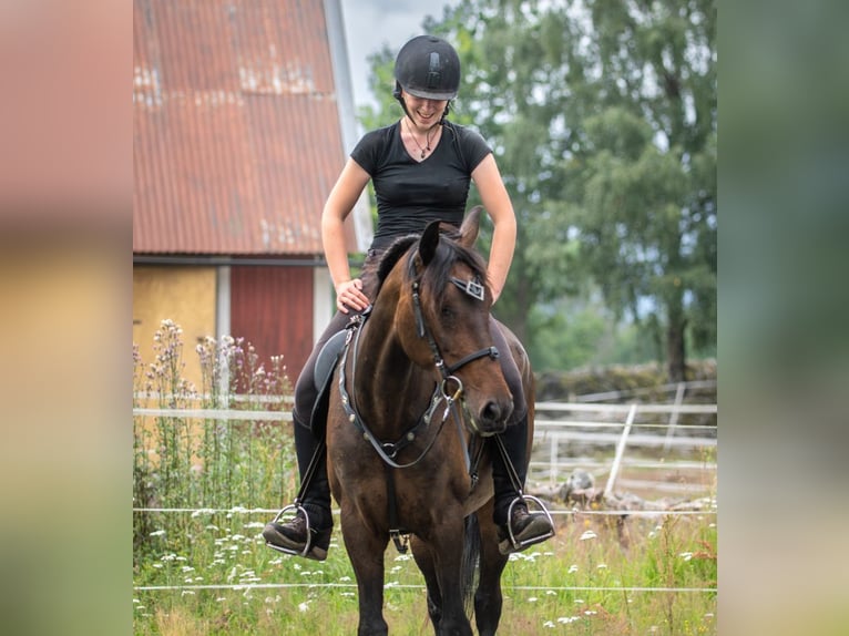 Andalusier Stute 15 Jahre 154 cm Brauner in Hassleholm